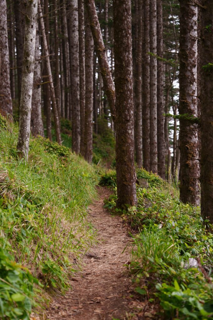Narrow dirt trail climbing a grassy slope through a stand of tall spruce trunks