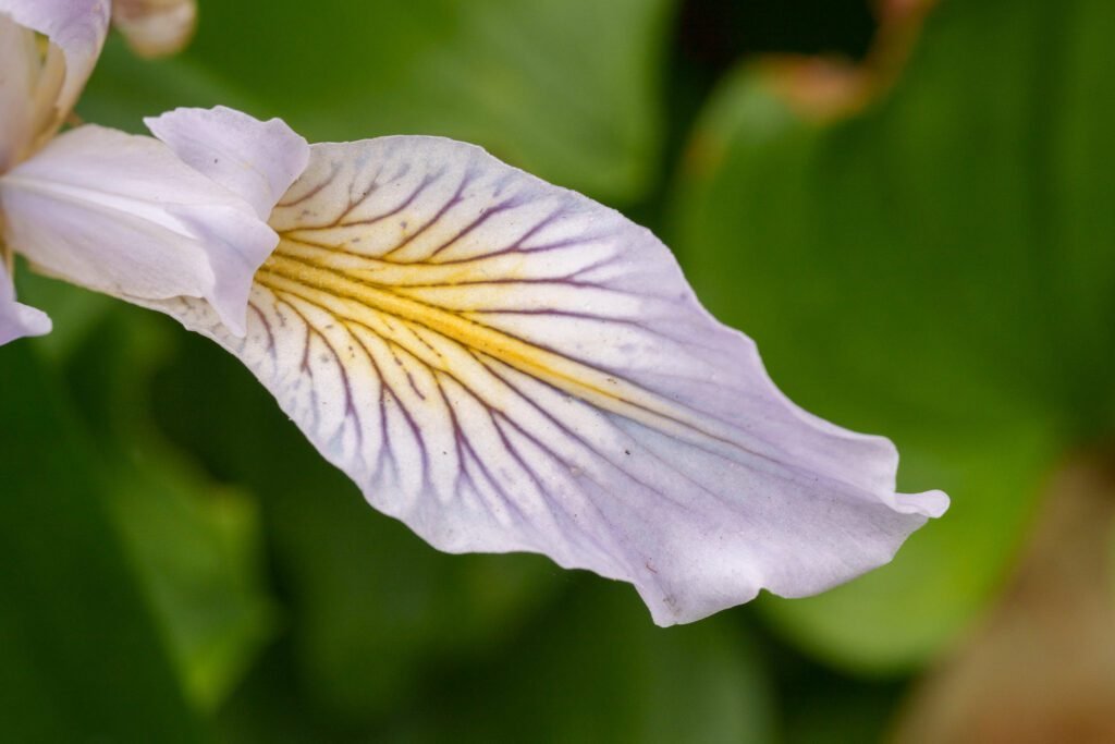 Close-up of a pale lavender iris petal with yellow stripe and dark veins