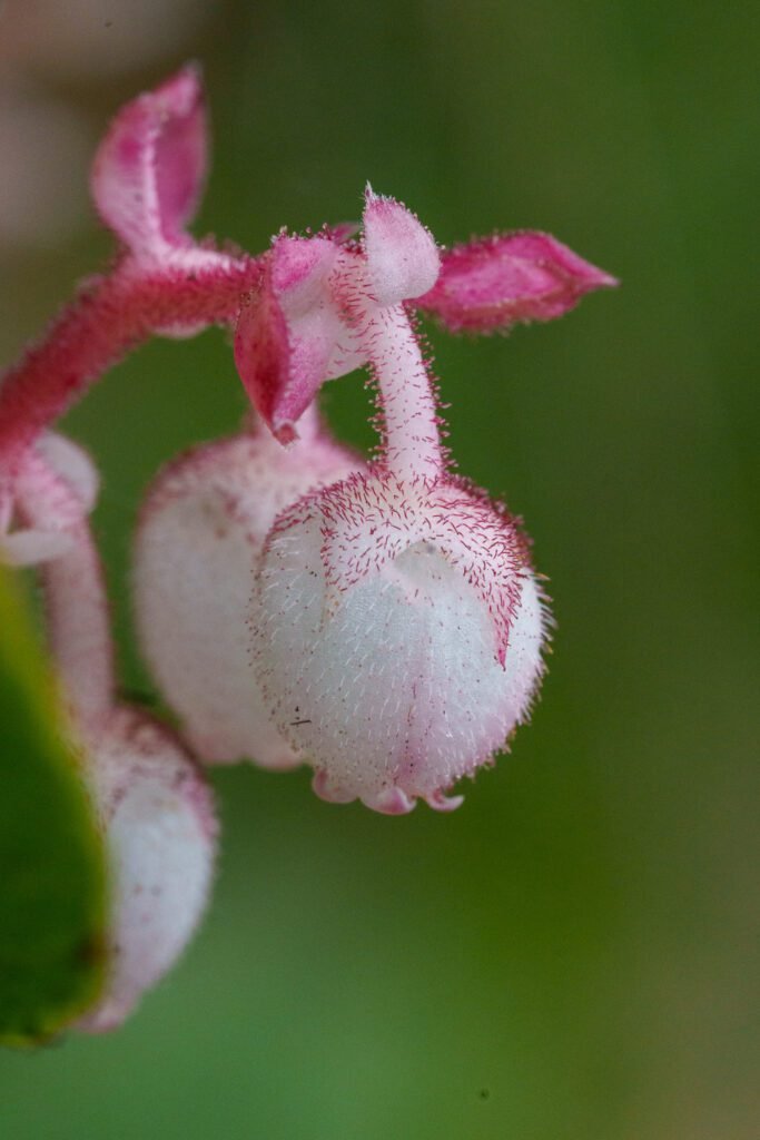 Nodding white bell-shaped flower on a hairy pink stem against blurred green foliage