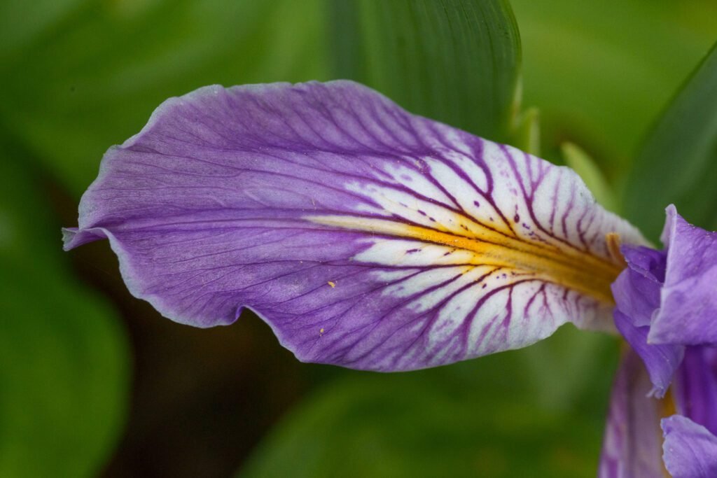 Purple and white iris petal with golden center stripe and fine crimson veins