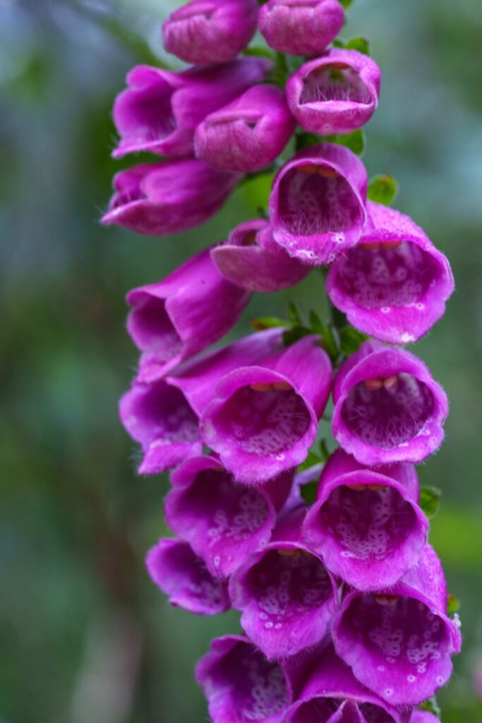 Spike of magenta foxglove bells with speckled throats against blurred green leaves