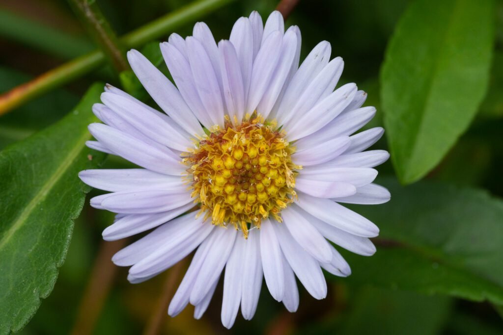Pale lavender daisy-like flower with a yellow center among glossy green leaves