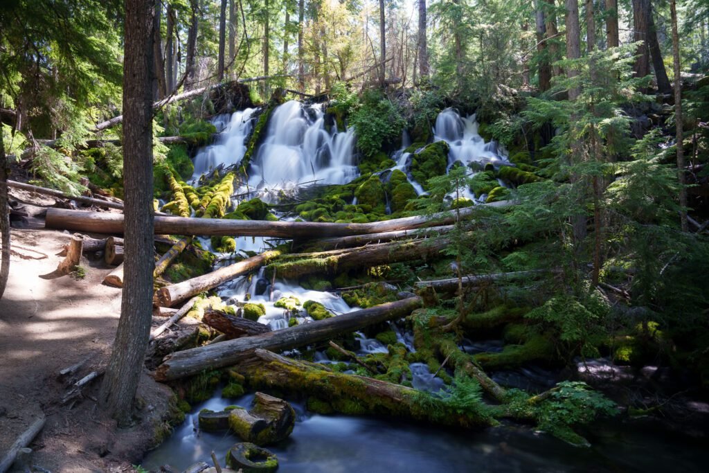 Forest waterfall spilling over mossy rocks with fallen logs crossing the stream below