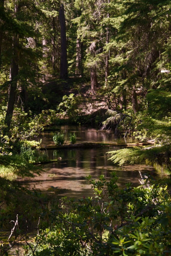 Still forest pond ringed by shrubs and conifers with a fallen log across it