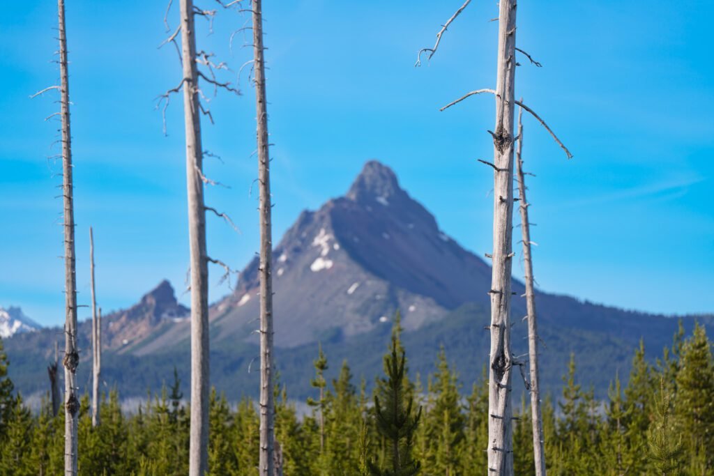 Sharp mountain peak framed by bare dead tree trunks above young conifers