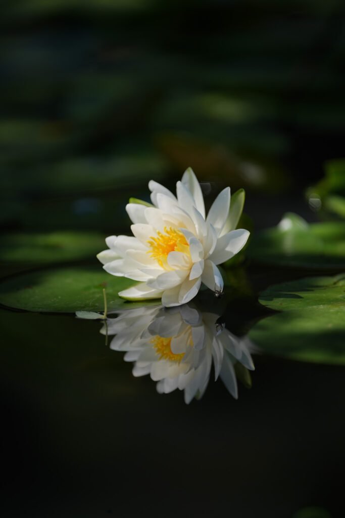 A white water lily open on still dark water with its reflection beneath it