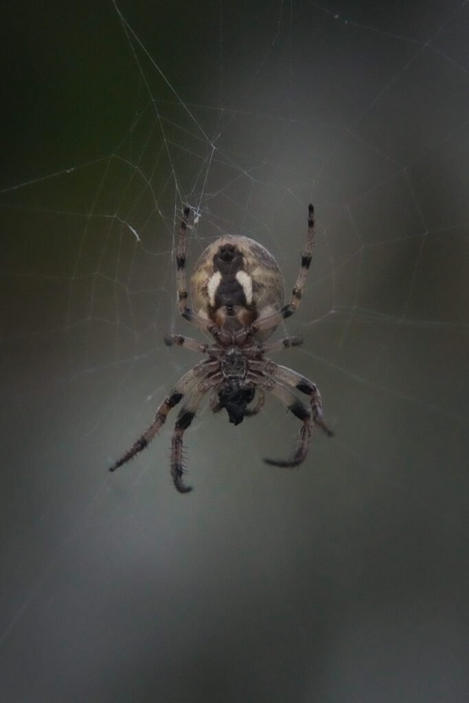 An orb weaver spider at the centre of its web against a soft green background